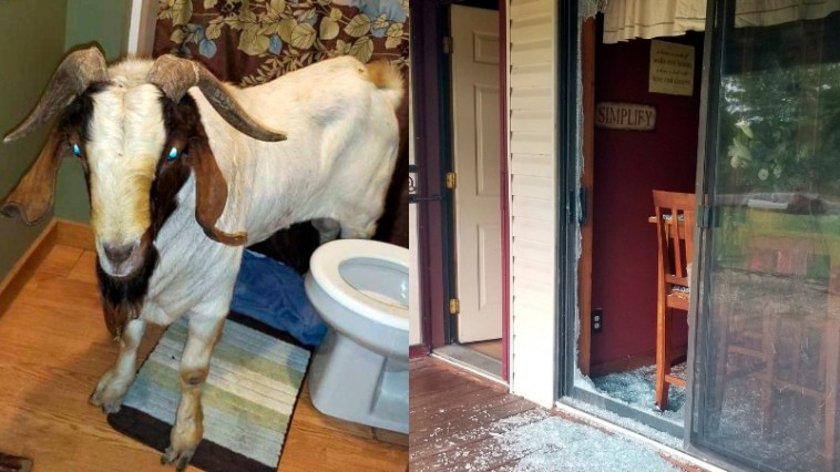 Goat rams through sliding glass door, naps inside bathroom