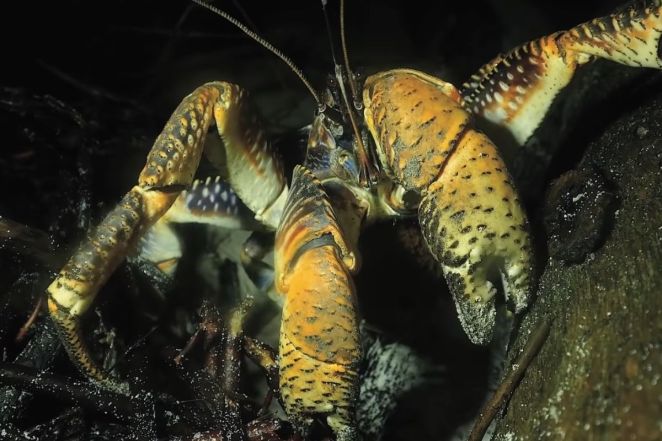 are giant coconut crabs edible