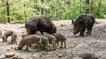 Feral Hogs Kill Texas Woman