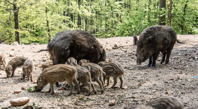 Feral Hogs Kill Texas Woman
