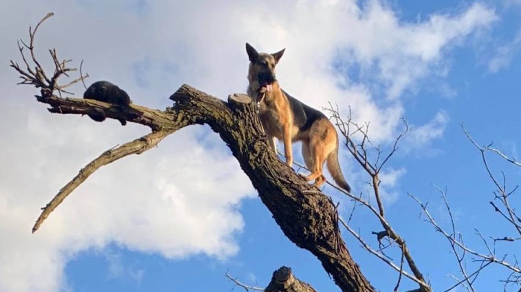 Dog in Tree