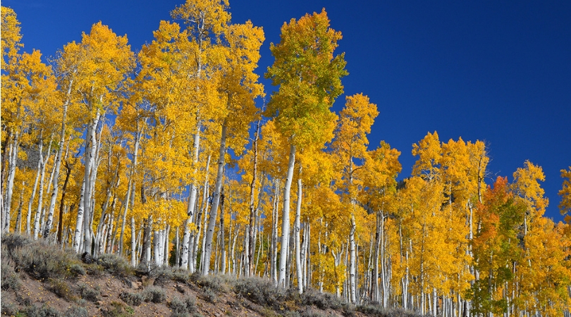 Pando the Trembling Giant is The World's Largest Organism - Rare
