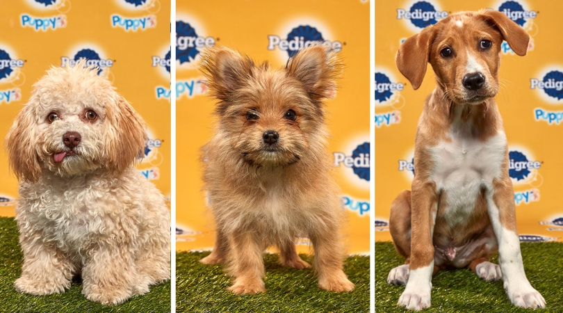 Puppy Bowl XVI: Meet the Real Stars of Super Bowl Sunday