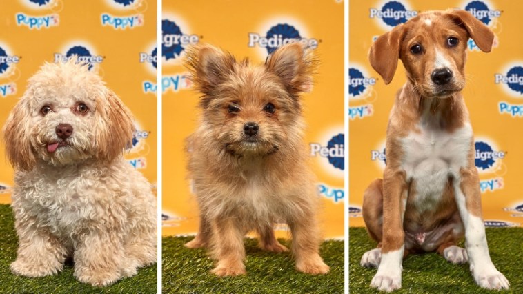 Puppy Bowl XVI: Meet the Real Stars of Super Bowl Sunday