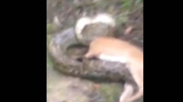 Python Deer Hunter Fight