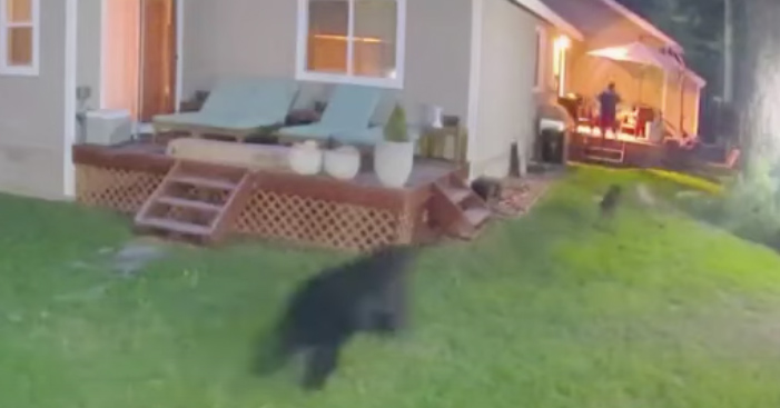 Black Bear Attack California