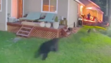 Black Bear Attack California