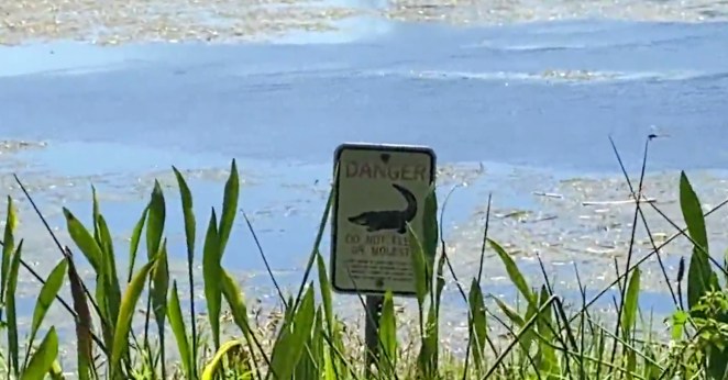 Florida Man Disc Golf Alligator Attack
