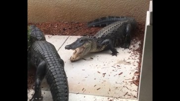 Florida Woman Gator Fight