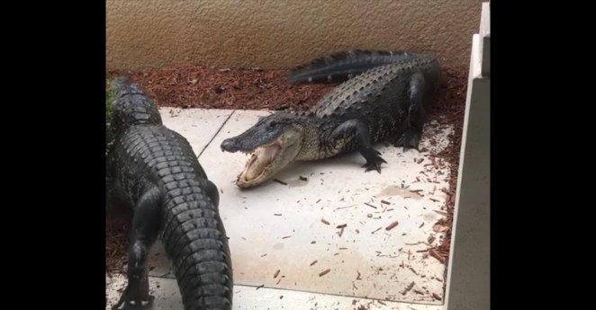 Florida Woman Gator Fight