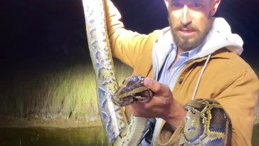 Python Cowboy Snake Hunter Florida Man