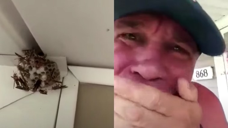 Man Eats Wasp Nest