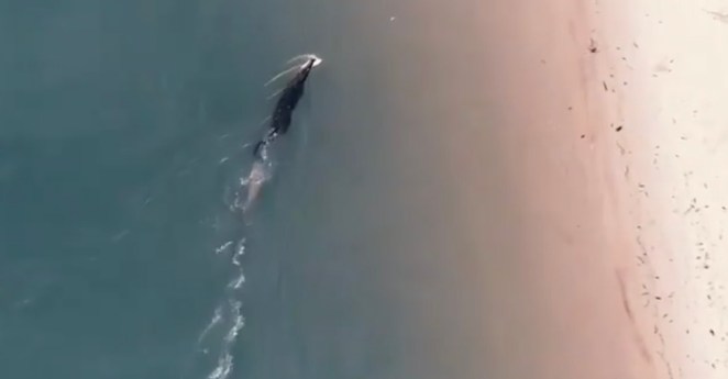 Shark vs Croc Australia