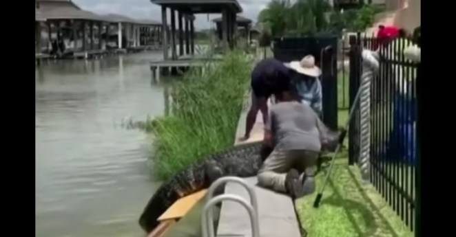 Texas Alligator Attack League City