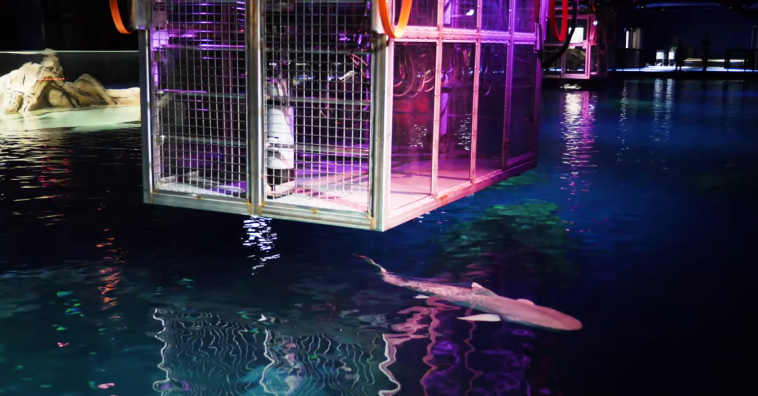 Georgia Aquarium Swim with Sharks
