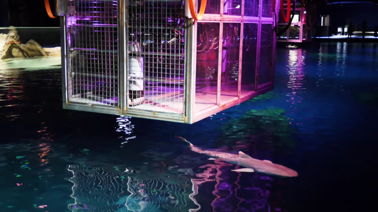 Georgia Aquarium Swim with Sharks