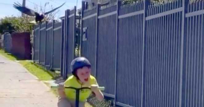 Magpie Attacks Boy Australia