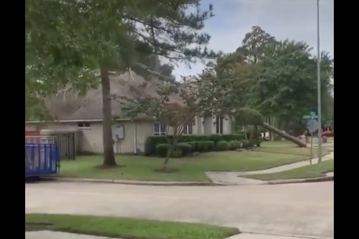 Man Cuts Down Monster 60-Foot Wrong, Crushes Family's Home, Loudly Screams Profanities - Rare