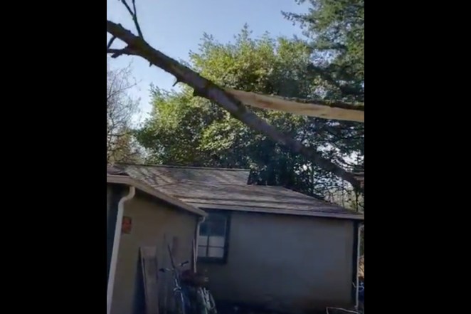 Tree Cutting Video