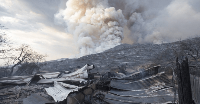 Wildfire Gender Reveal