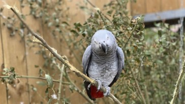 African Gray Parrot