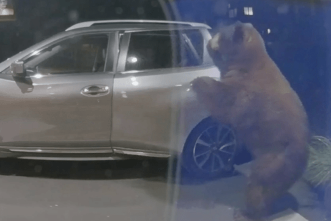 Bear Opens Car Door