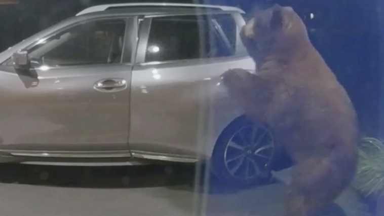 Bear Opens Car Door