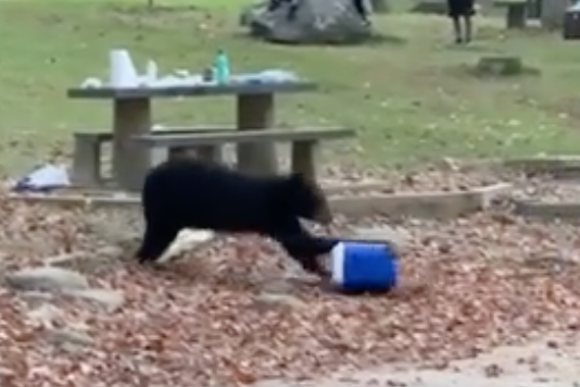 Black Bear Cooler