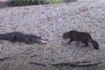 Cat vs Gator