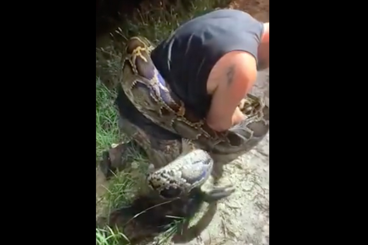 Record Setting Python Big Enough to Kill a Man Caught in Florida - Rare