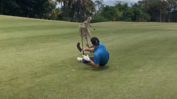 Kangaroo Beats Up Golfer