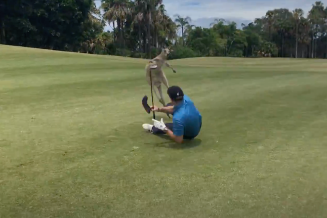 Kangaroo Beats Up Golfer