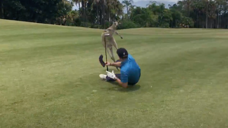 Kangaroo Beats Up Golfer