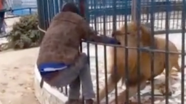 Lion Attack at Zoo Video