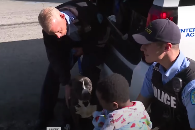 Pit Bull Toddler St. Louis