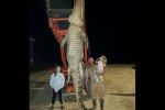 1000 Pound Gator