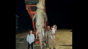 1000 Pound Gator