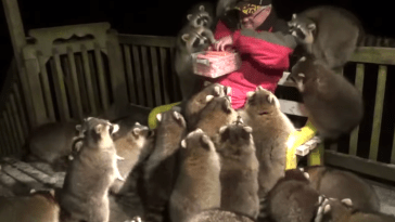 Feeding Raccoons