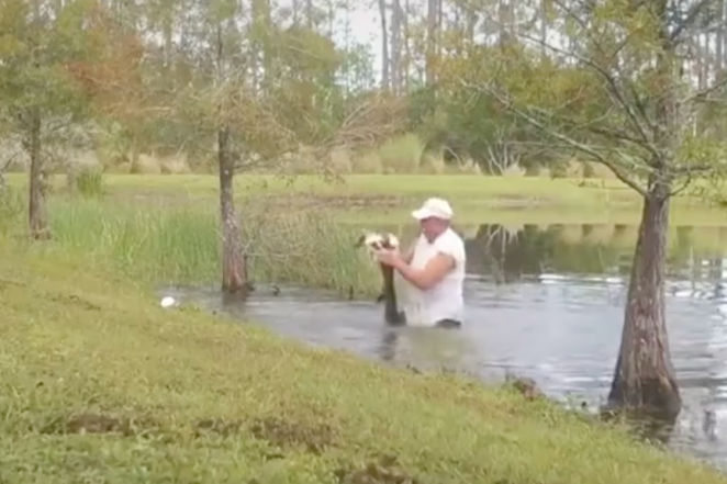 Florida Man vs Gator