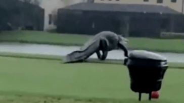 Monster Gator Florida Golf
