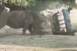 Rhino Attacks Car