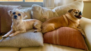 Thanksgiving Food Dogs