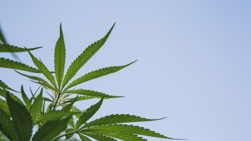 Cannabis, pot, hemp, weed, legal, corruption