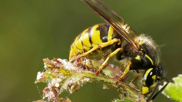 Beware Nuclear Wasps Have Been Found in The US