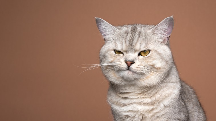 Cat Scratch Leads Woman To Spend Days In Hospital 3 Important Things To Know