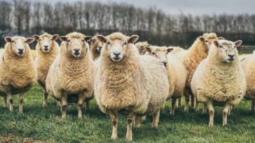 Fire Prevention Sheep And Goat Die After Eating The Wrong Plant