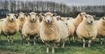 Fire Prevention Sheep And Goat Die After Eating The Wrong Plant