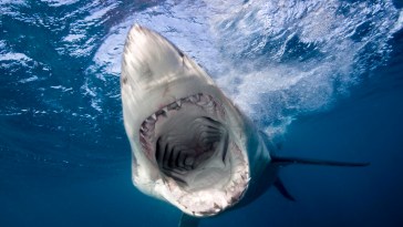 Fisherman Takes Photo With Shark, Lands Himself In The Hospital What Went Wrong