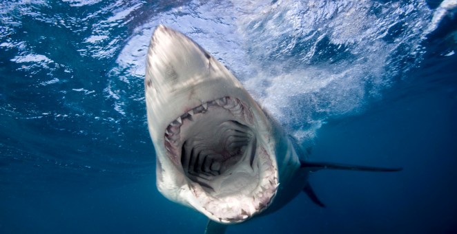Fisherman Takes Photo With Shark, Lands Himself In The Hospital What Went Wrong