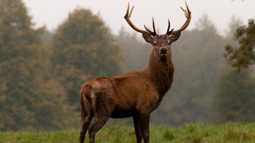 Forget Rabbits With Tentacles, Now Deer Are Growing Warts: 3 Things To Consider